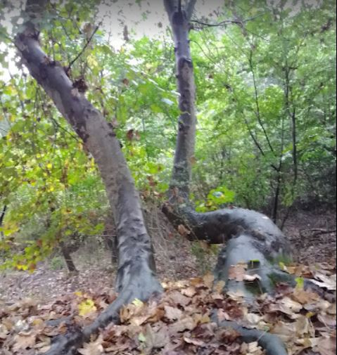 روستای هلومسر