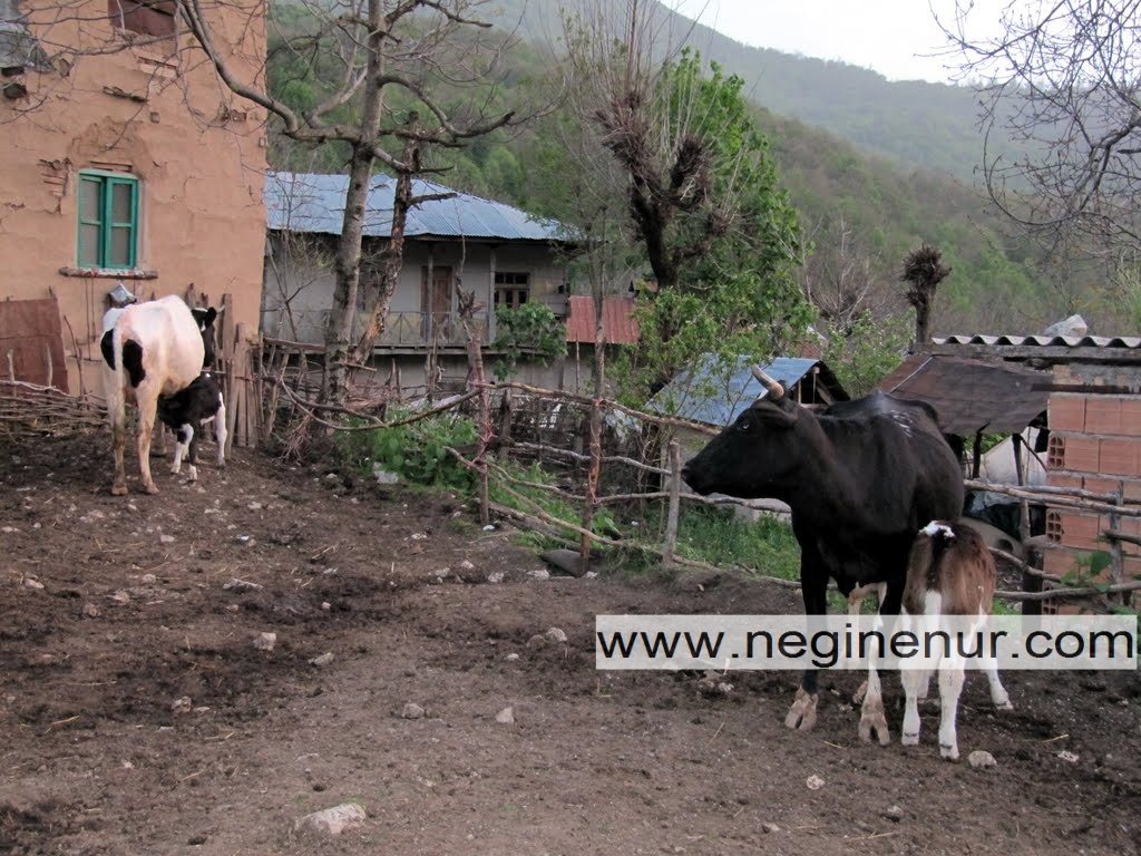 زندگی روستایی